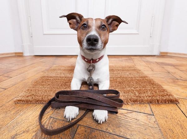 Como cuidar de um cão maltratado - Passo 3
