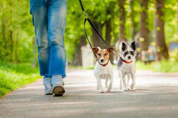 Como cuidar de um cão maltratado - Passo 6