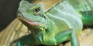 Como cuidar de um lagarto de estimação