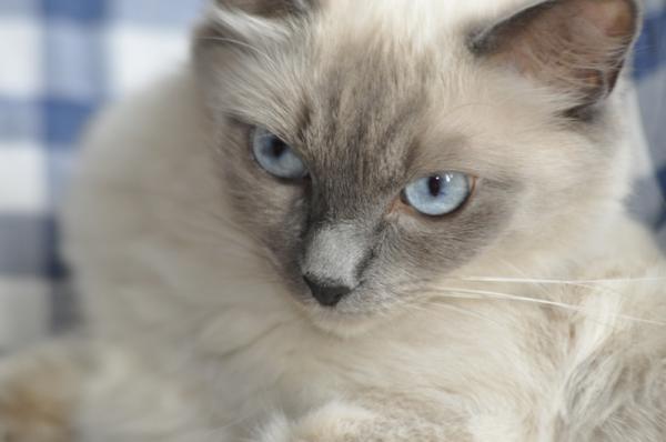 Como saber se o gato é Ragdoll - Passo 1