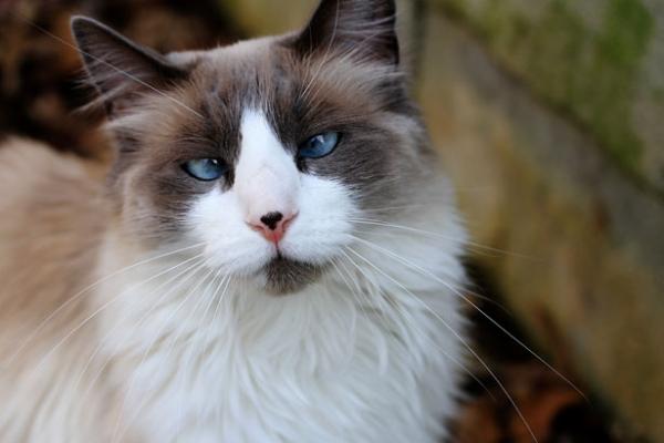 Como saber se o gato é Ragdoll - Passo 5