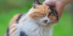 Remédios caseiros para a tinha em gatos