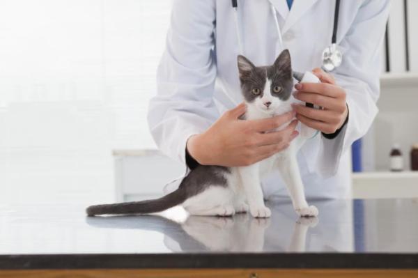Remédios caseiros para a tinha em gatos - Passo 1