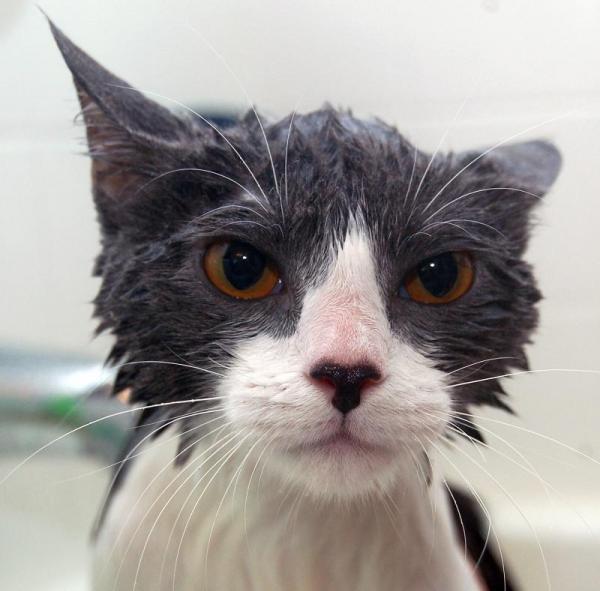 Remédios caseiros para a tinha em gatos - Passo 2