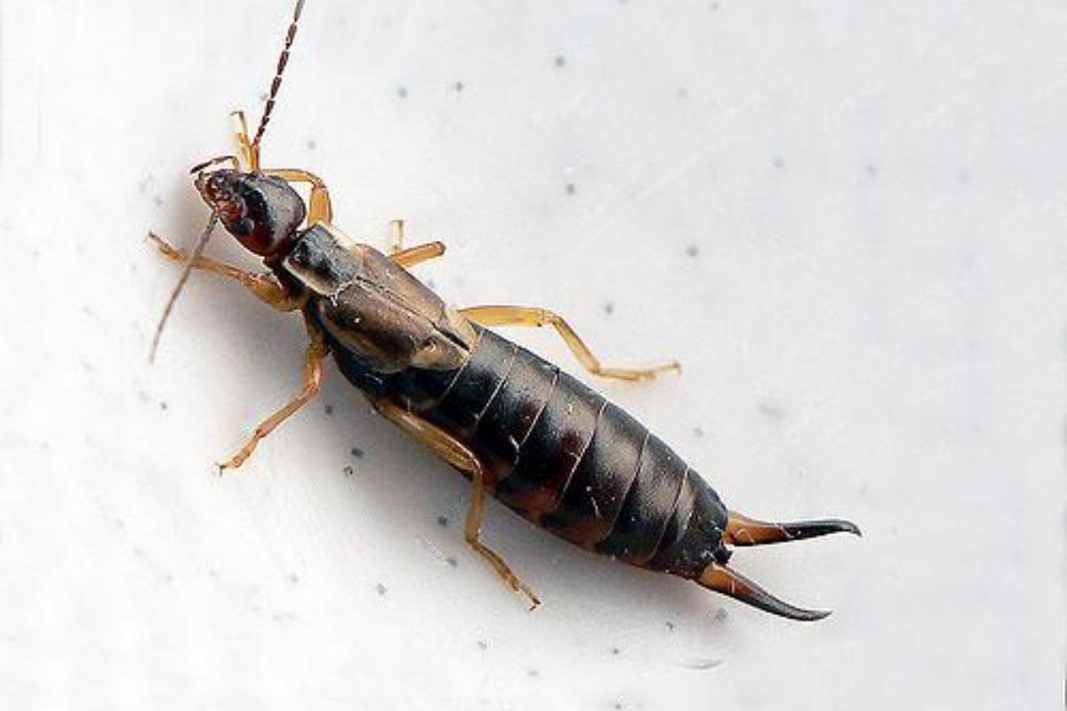 Os insetos tesourinha são perigosos?