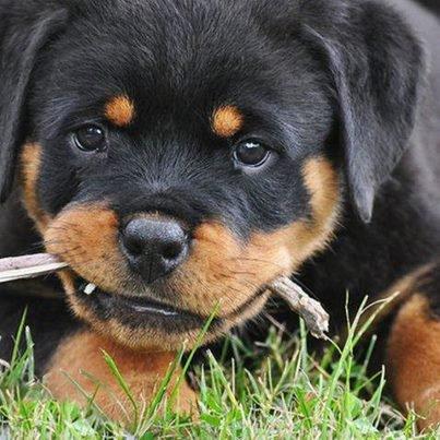Como treinar um rottweiler - A melhor idade para começar