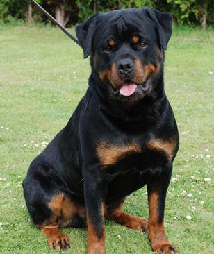 Como treinar um rottweiler