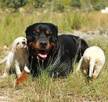 Como treinar um rottweiler - Educar para a socialização