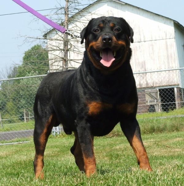 Como treinar um rottweiler - Entendendo a personalidade
