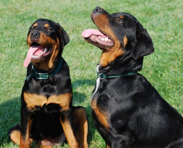 Como treinar um rottweiler - Treinar os comandos