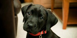 Como fazer placas de identificação para pets
