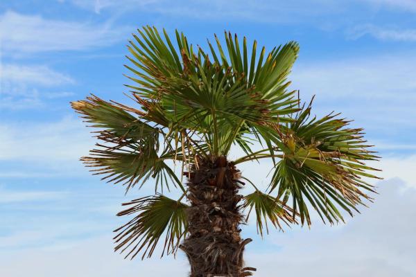 Plantas resistentes ao sol e ao frio - Palmeira-moinho-de-vento: cuidados e características