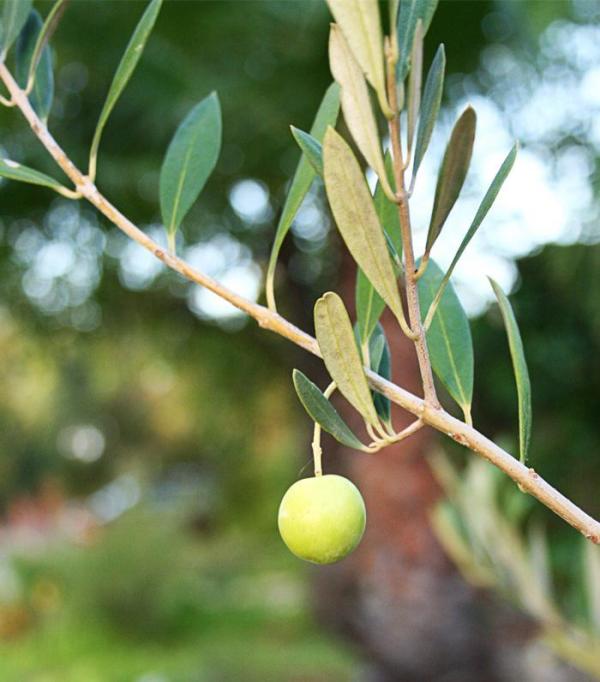 Como podar uma oliveira - A poda de produção