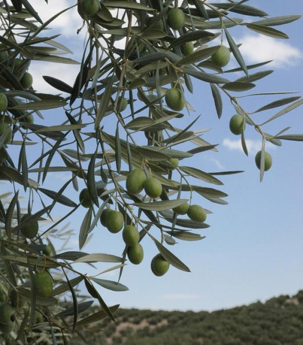 Como podar uma oliveira - Oliveiras no jardim de casa