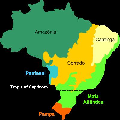 O que é bioma - Biomas brasileiros