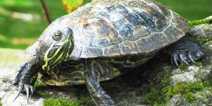 Como cuidar da carapaça de uma tartaruga de água