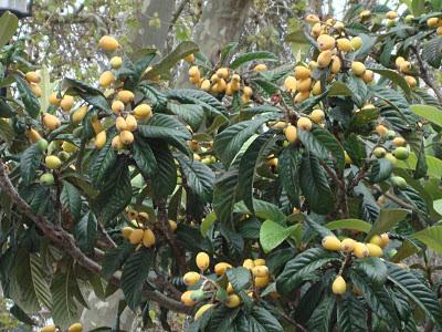 Como plantar nêsperas