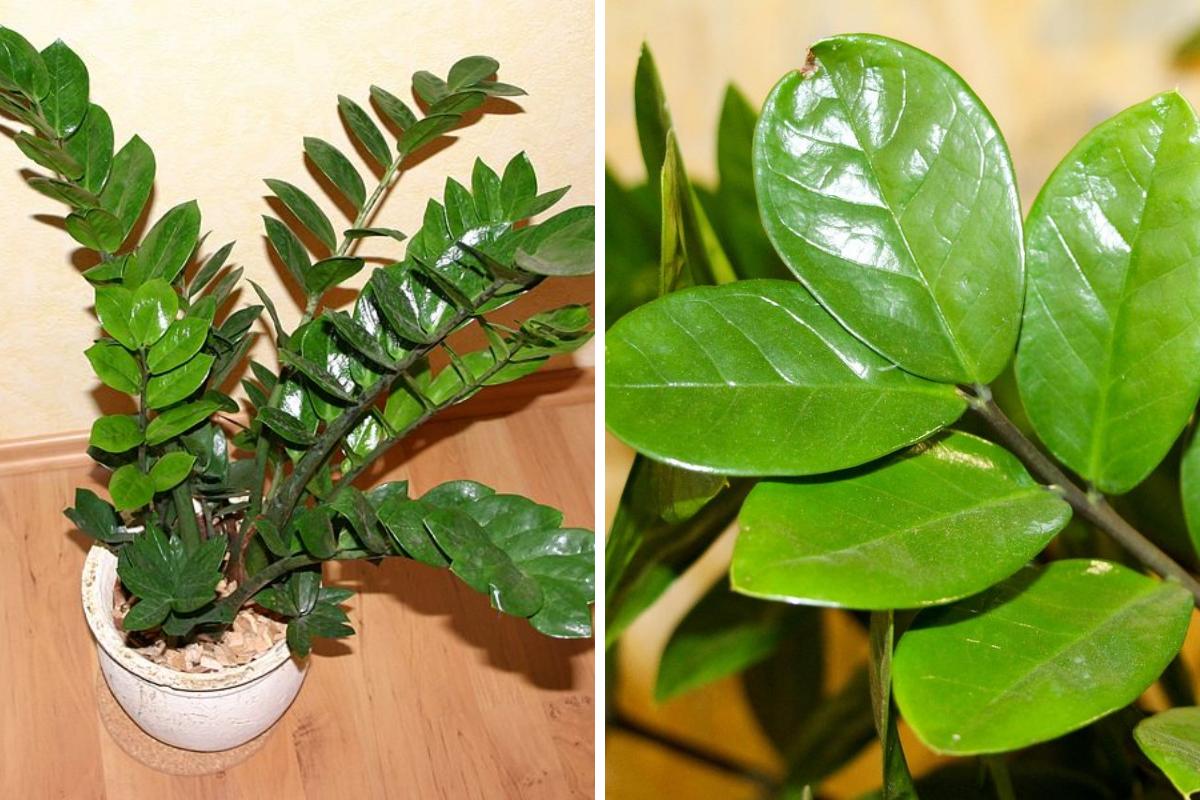 Zamioculca é venenosa?