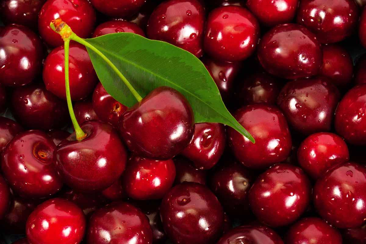 Cereja é feita de chuchu?