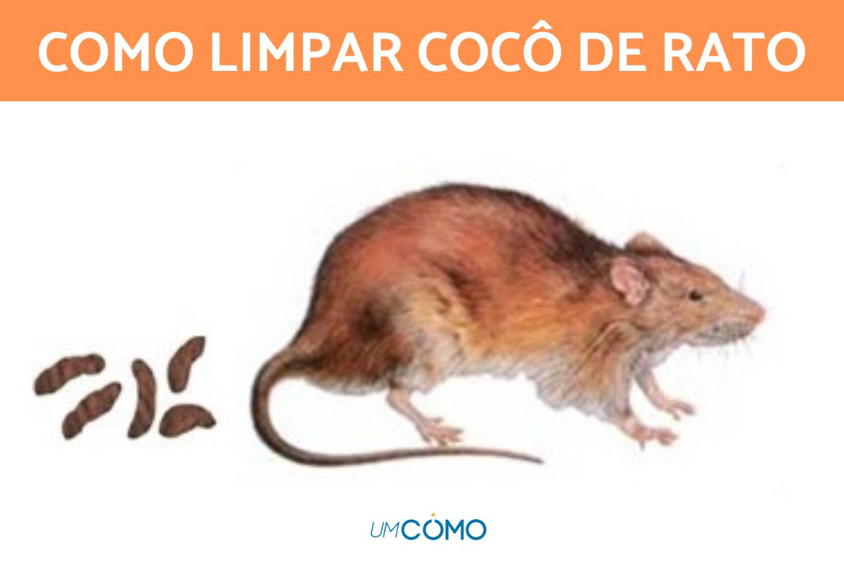 Como limpar fezes de rato