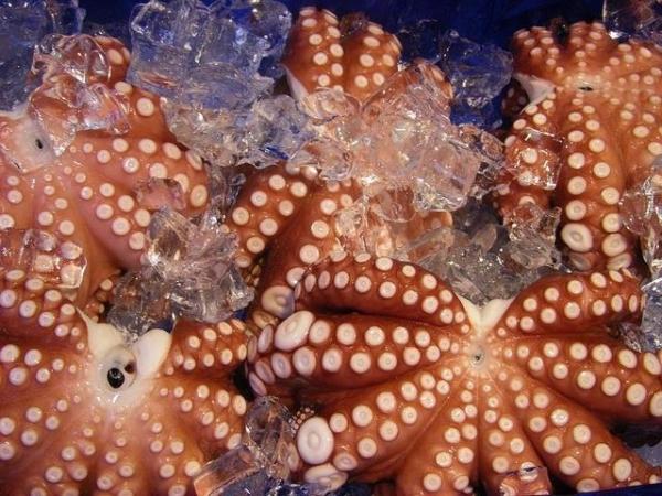 Tempo de cozimento de um polvo - Antes de cozinhar o polvo