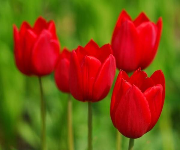 Qual é o significado da tulipa vermelha