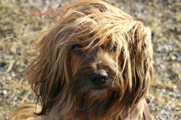 Como tratar o resfriado do meu cachorro - Passo 2