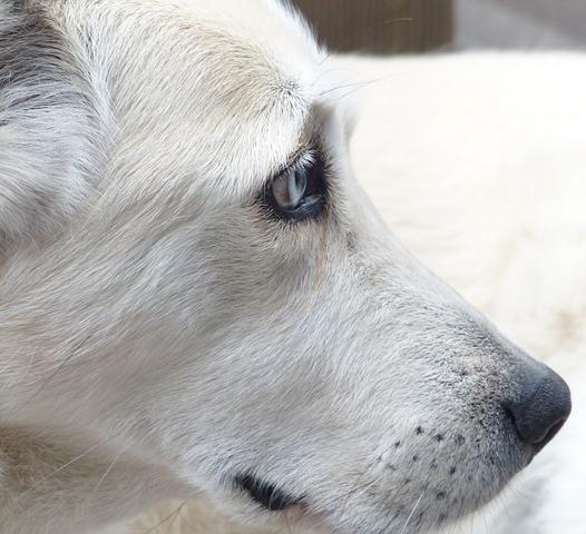 Como tratar o resfriado do meu cachorro - Passo 4