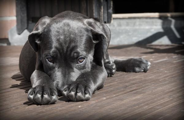 Como tratar o resfriado do meu cachorro - Passo 6