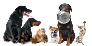 Quanto deve comer o meu cachorro