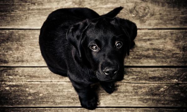 Quanto deve comer o meu cachorro - Passo 4