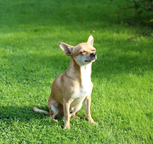 Quanto deve comer o meu cachorro - Passo 6