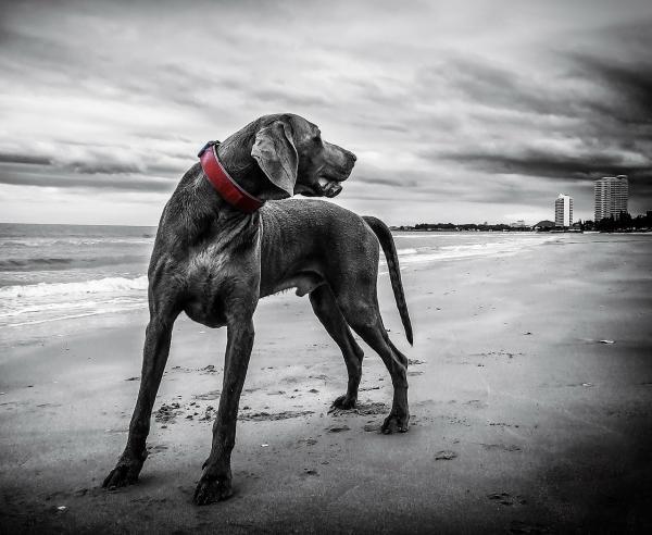 Quanto deve comer o meu cachorro - Passo 8