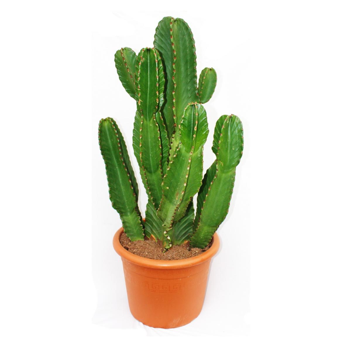 Como plantar Cacto-candelabro