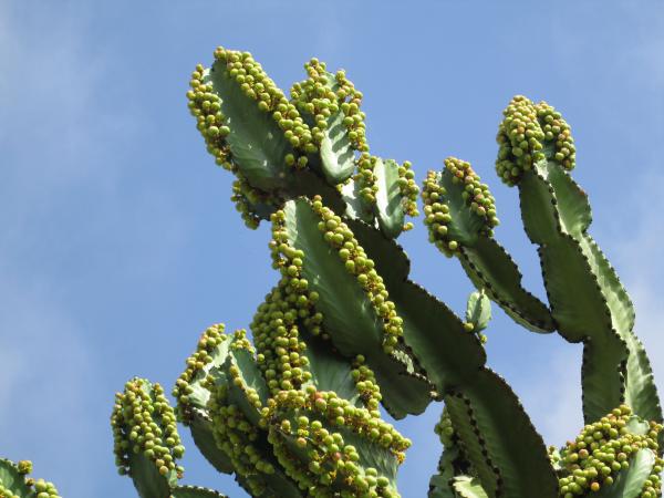 Como plantar Cacto-candelabro - Passo 1