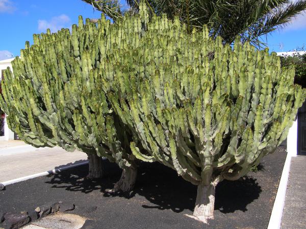 Como plantar Cacto-candelabro - Passo 2
