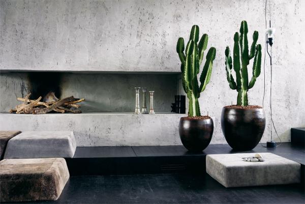 Como plantar Cacto-candelabro - Passo 3