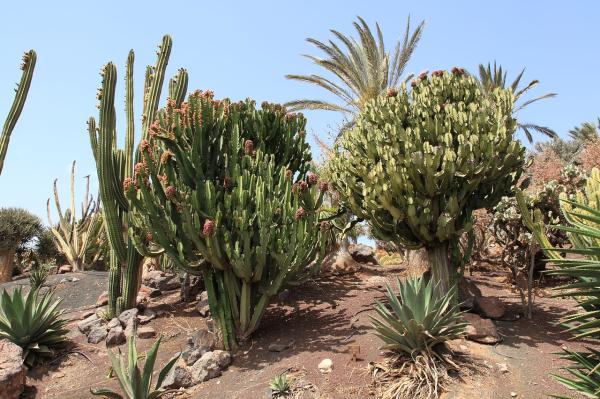 Como plantar Cacto-candelabro - Passo 4
