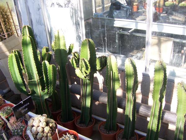 Como plantar Cacto-candelabro - Passo 6