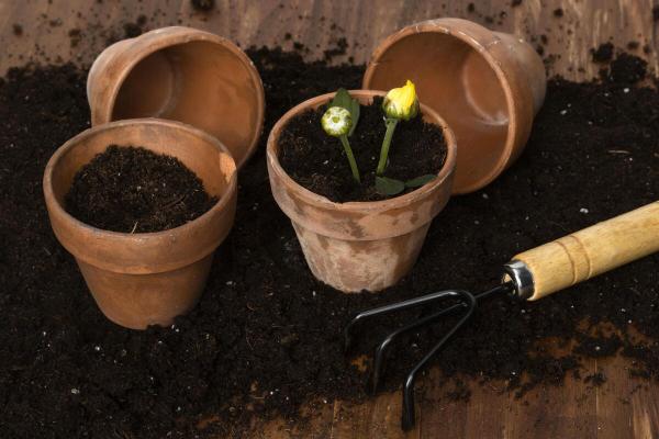 Plantas que pegam de galho