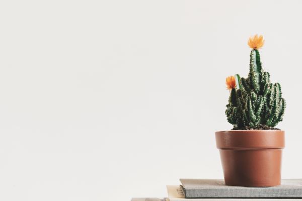 Como cuidar de cactos com flores - Gêneros e espécies - Atenção aos cactos com flores falsas