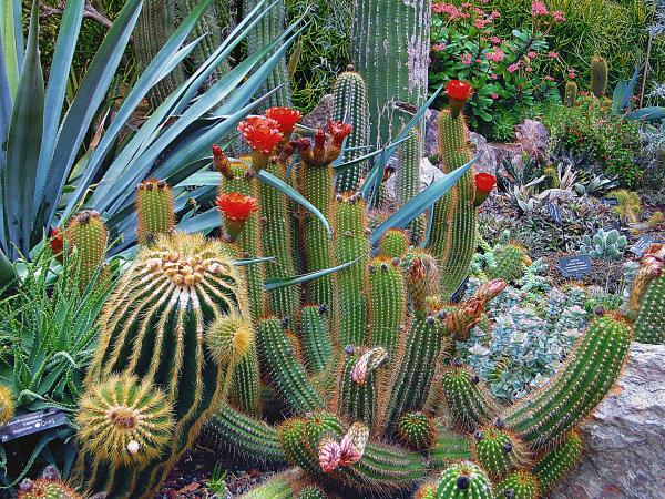 Como cuidar de cactos com flores - Gêneros e espécies