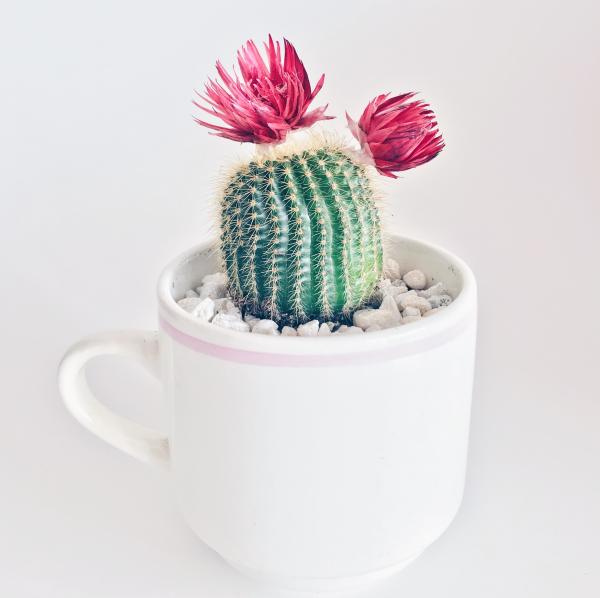 Como cuidar de cactos com flores - Gêneros e espécies - Cuidados essenciais para cactos com flores