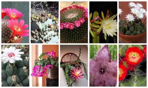 Como cuidar de cactos com flores - Gêneros e espécies - Tipos de cactos com flores