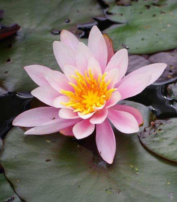 Como cuidar da flor de lótus