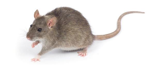Como fazer um veneno caseiro para ratos - Repelente para rato com com azeite e pimenta