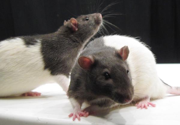 Como fazer um veneno caseiro para ratos - Veneno caseiro para ratos com manteiga e ácido bórico