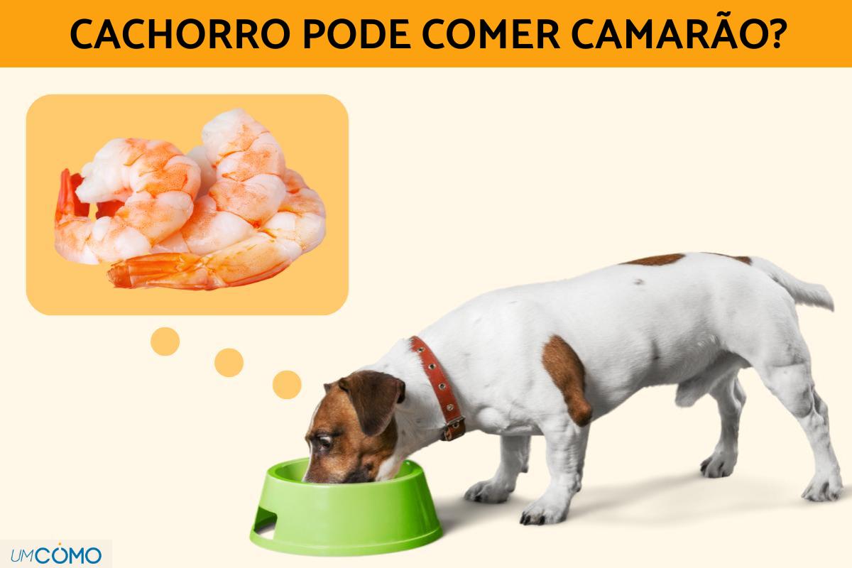 Cachorro pode comer camarão?