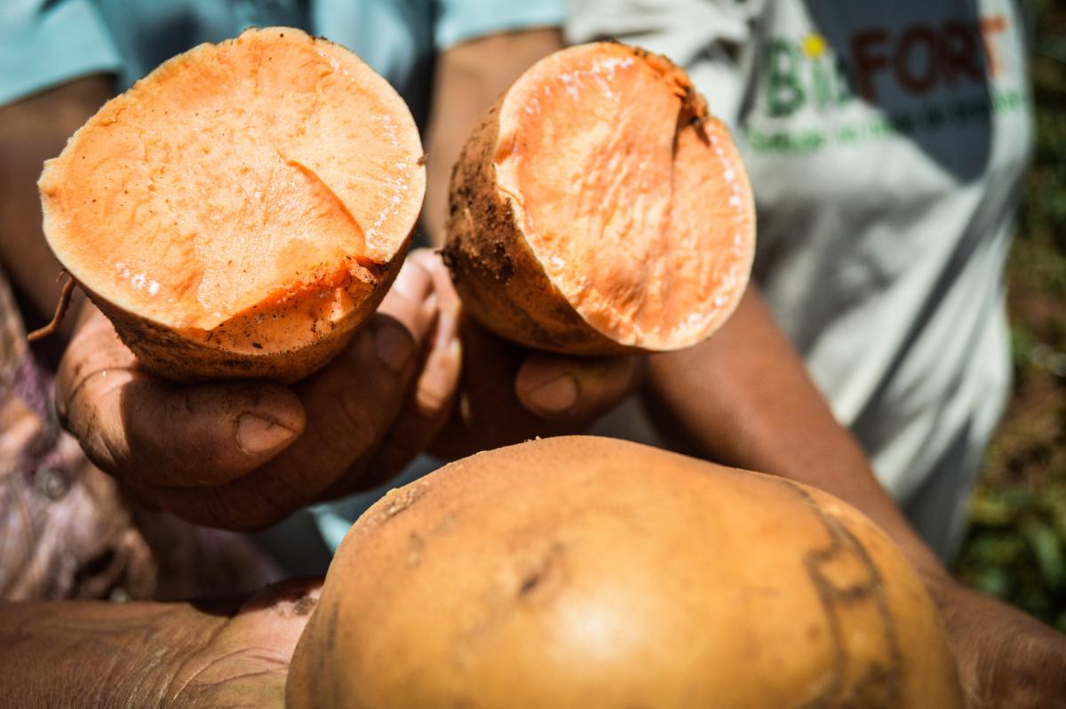 Como saber se a batata doce está estragada