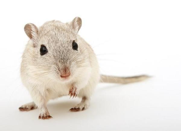 Como saber se meu hamster tem ácaros